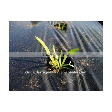 PE Agricultural Mulching Film With Holes photo-3