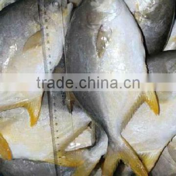 High Quality Frozen Golden Pomfret Fish