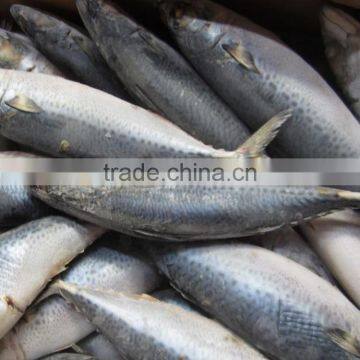 New catching mackerel WR frozen mackerel whole round 200-300G for Africa market