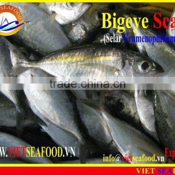FROZEN BIGEYE SCAD WHOLE ROUND photo-5