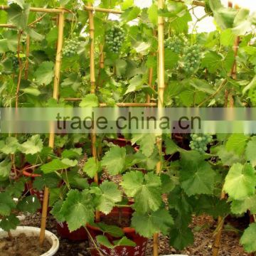 Cheap make bamboo garden trellis,bamboo cane trellis