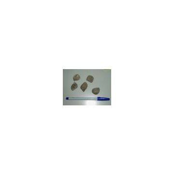 United States Vietnam Pearl Sea Cucumber
