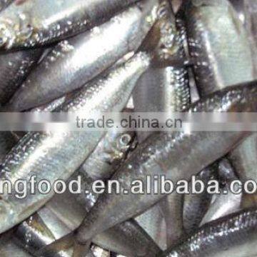 Hot selling frozen whole sardine frozen fish