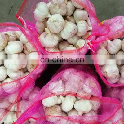Low Price Fresh Garlic for Wholesale photo-5