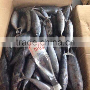 Top Sales Frozen Bonito Tuna Fish Auxis Thazard Bullet Tuna