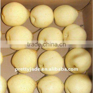 Chinese Ya pear fruit