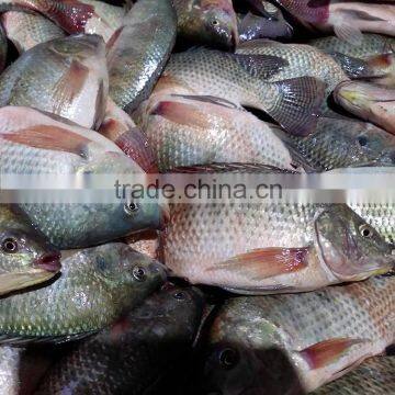 New Arrival Tilapia 300-500G Whole Fish / Guangdong China Tilapia Supplier