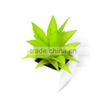 Attractive Succulent in Fresh Green in White Pot