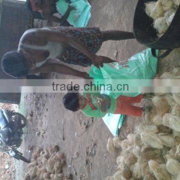 Fresh Frozen Coconuts photo-4