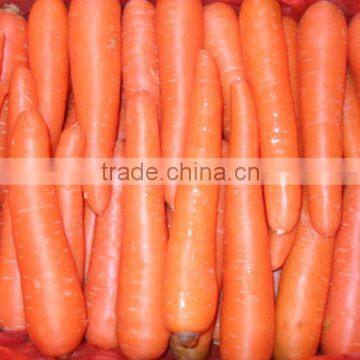 red carrot export from china
