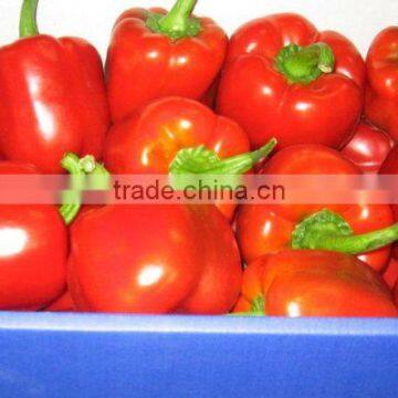 Fresh Capsicum