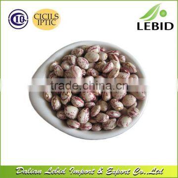 Xinjiang Origin Pinto Beans Light Speckled Kidney Beans