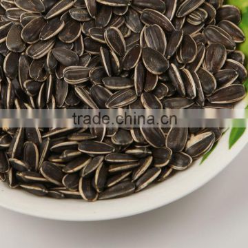 Sunflower seeds, American type