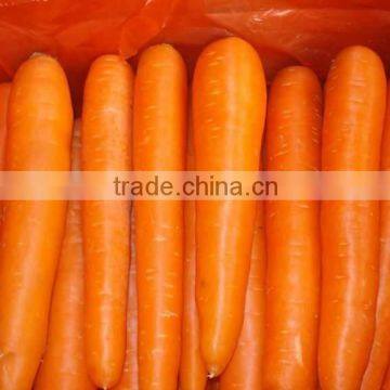 VIETNAM FRESH CARROTS CHEAP