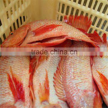 Frozen Gutted Red Tilapia WR