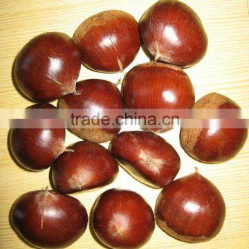 China Chestnut Supplier/Exporter/Producer