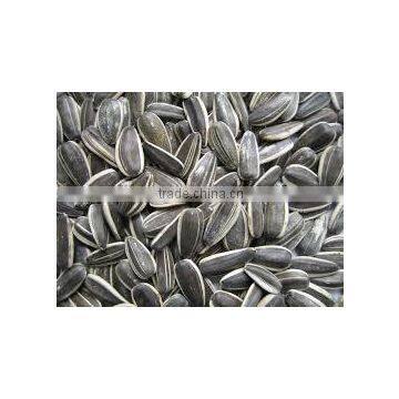 bulk organic sunflower seeds confectionery sunflower seeds