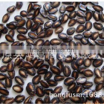 Xinjiang black watermelon seeds for importers