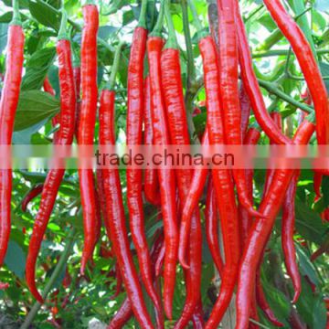 MP18 Shanghong dark green hybrid bulk pepper seeds of Chinese vegetable seeds