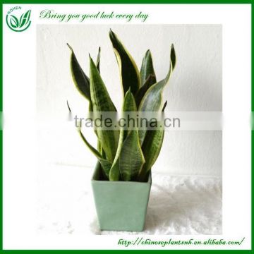 Ornamental Sansevieria Bonsai