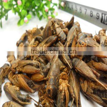 Cricket Insect photo-4