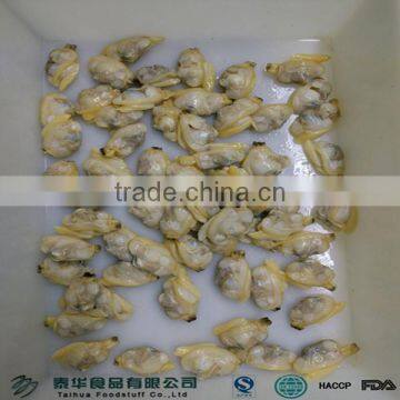 VACCUM FORZEN BABY CLAM IN SHELL IN 2016 CLAM SEASON photo-2