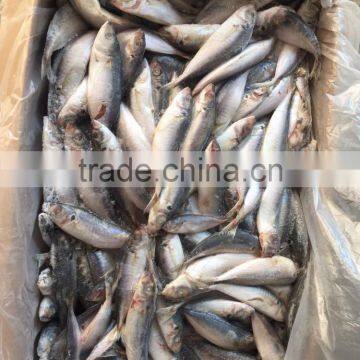 New Fresh Frozen Horse Mackerel Whole Round 25-30/kg photo-3