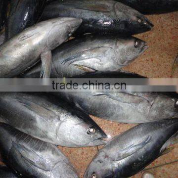 seafood frozen yellowfin tuna fish