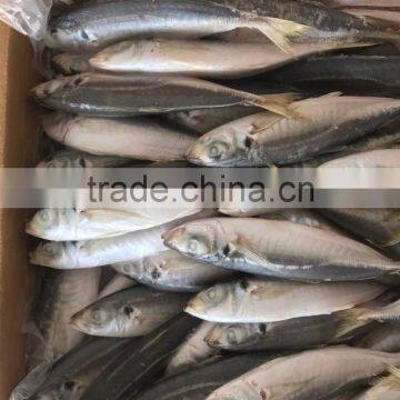 BQF Frozen Horse Mackerel/round Scad photo-5