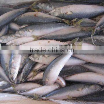 frozen pacific mackerel 10-12 pieces/kg new-coming