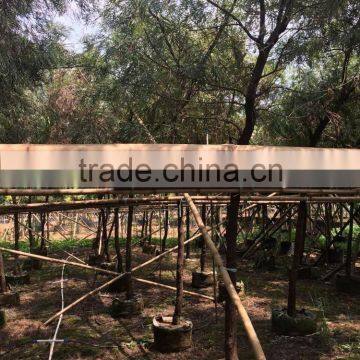 Grevillea Robusta Tropical Trees photo-3