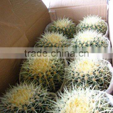 Echinocactus grusonii in box packing