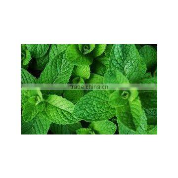 Mint Oil