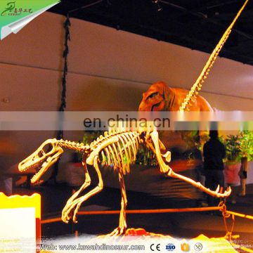 Indoor exhibition dinosaur skeleton model