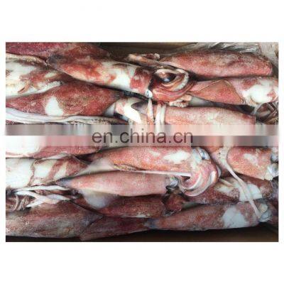 Seafood frozen whole round red squid