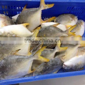 Whole round frozen golden pomfret IQF