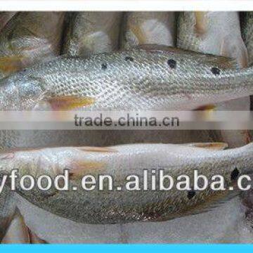 frozen seabass/Southern seabass fish fillet