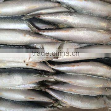 Frozen Blue Mackerel for Canning Seafood photo-3