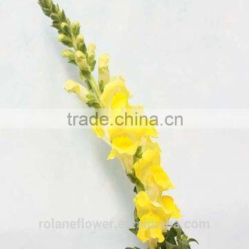 the good quality cut yellow antirrhinum flower