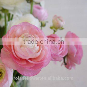 Pure and mild flavor new coming fresh Ranunculus asiaticus flower