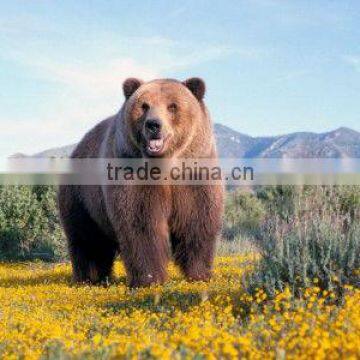 Brown bear pattern cloth painting