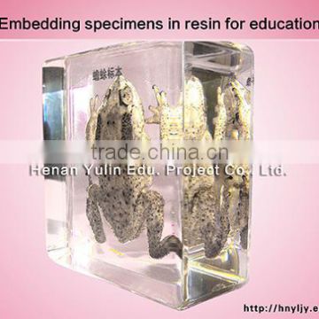 Yulin high quality acrylic embedded toad specimen