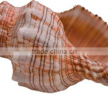 Conch Shell