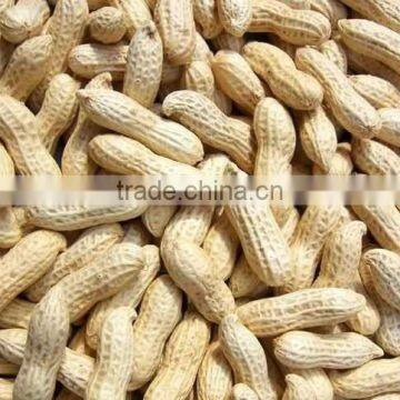 shandong factory hot sale raw peanuts in shell