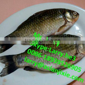 Fish Gutting Machine/fish Cleaning Machine/fish Killing Scaling Gutting Filleting Washing Machine photo-6