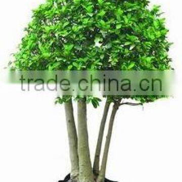 Ficus Microcarpa