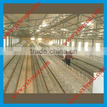 Poultry Farming Equipments For Broilers