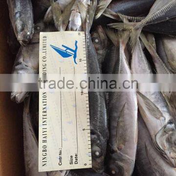 Sea Frozen Horse Mackerel 20cm+ 2016 photo-6