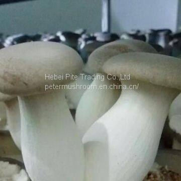 Edible Mushroom Fungus Frozen Frozen Fresh King Oyster