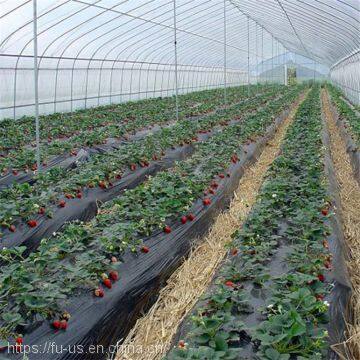 Single Span Plastic Agricultural Greenhouse